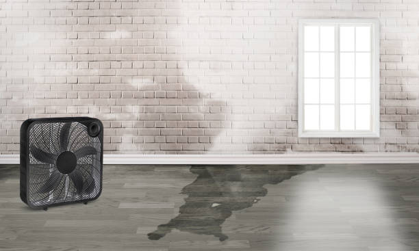 Best Water damage restoration near me  in La Villa, TX